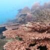 Corals in Thailand