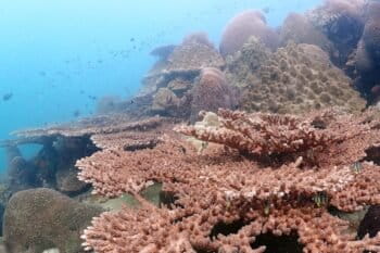 Corals in Thailand
