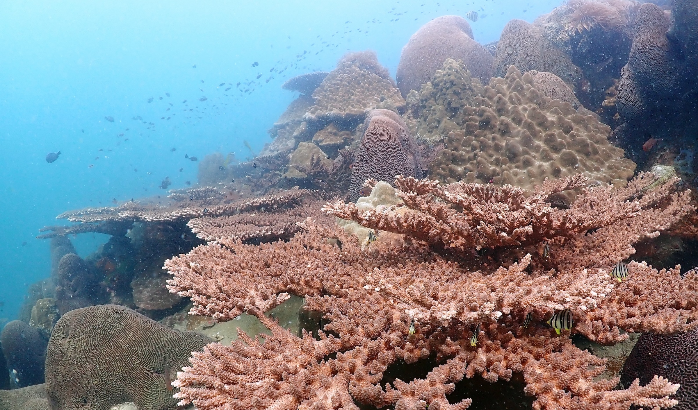 Coast-to-coast coral assessment reveals Thailand’s reefs losing complexity