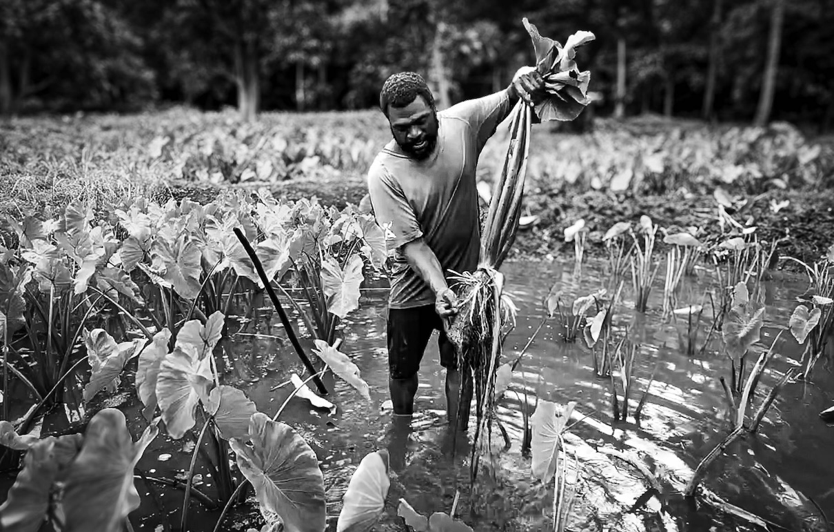 Vanuatu communities move to protect taro, an ancestral climate-resilient crop (analysis)