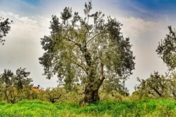 An olive tree and grove. Image by Dimitris Vetsikas via Pixabay.