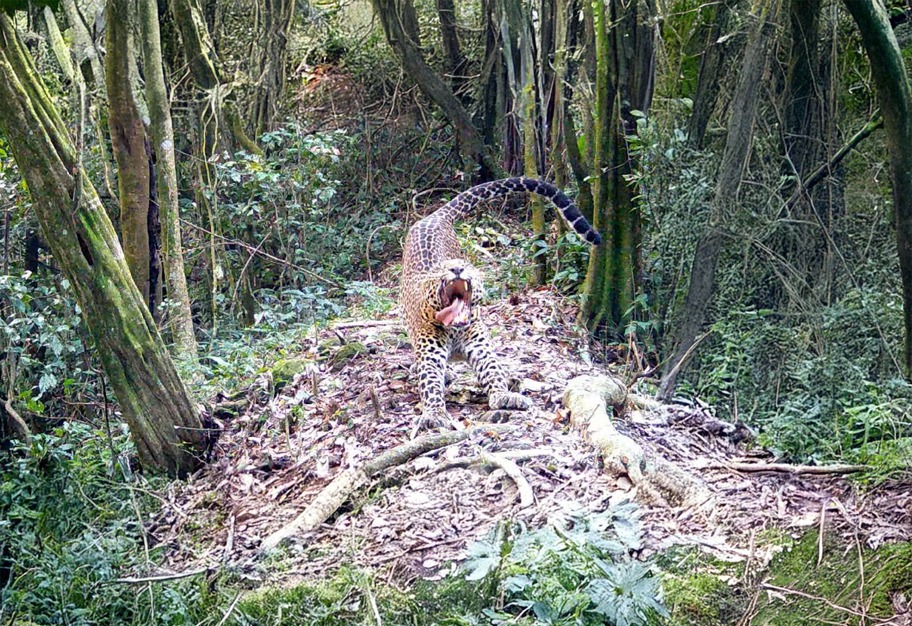 Five detained over alleged hunting in Javan leopard habitat