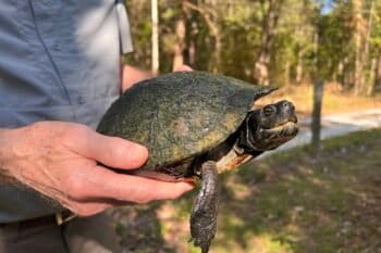 Dave Collins holds a Yellow-bellied Slider (Trachemys scripta), a local turtle whose populations are doing just fine in the Eastern US. Photo by Liz Kimbrough for Mongabay.