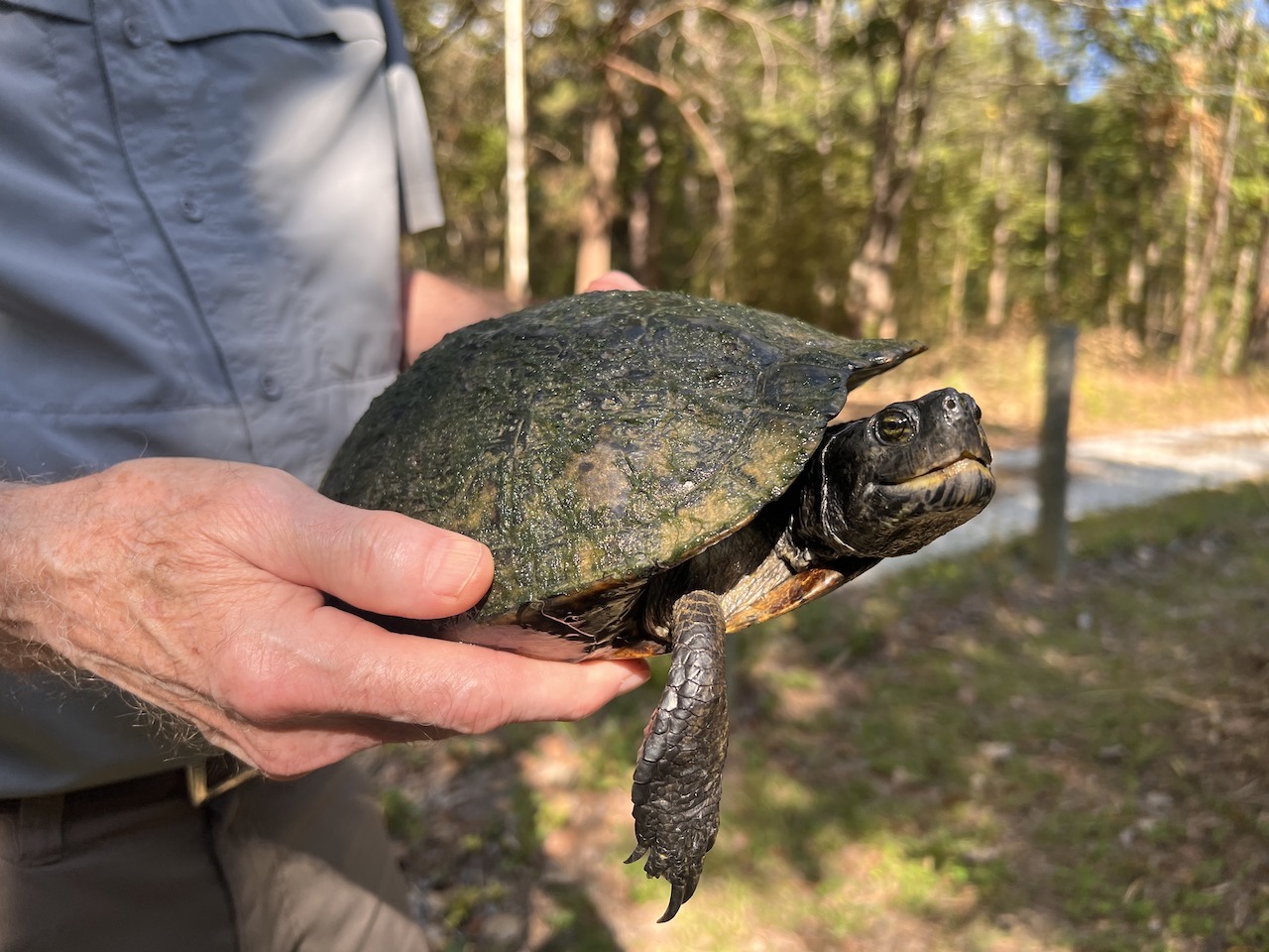 A last refuge for turtles on the brink