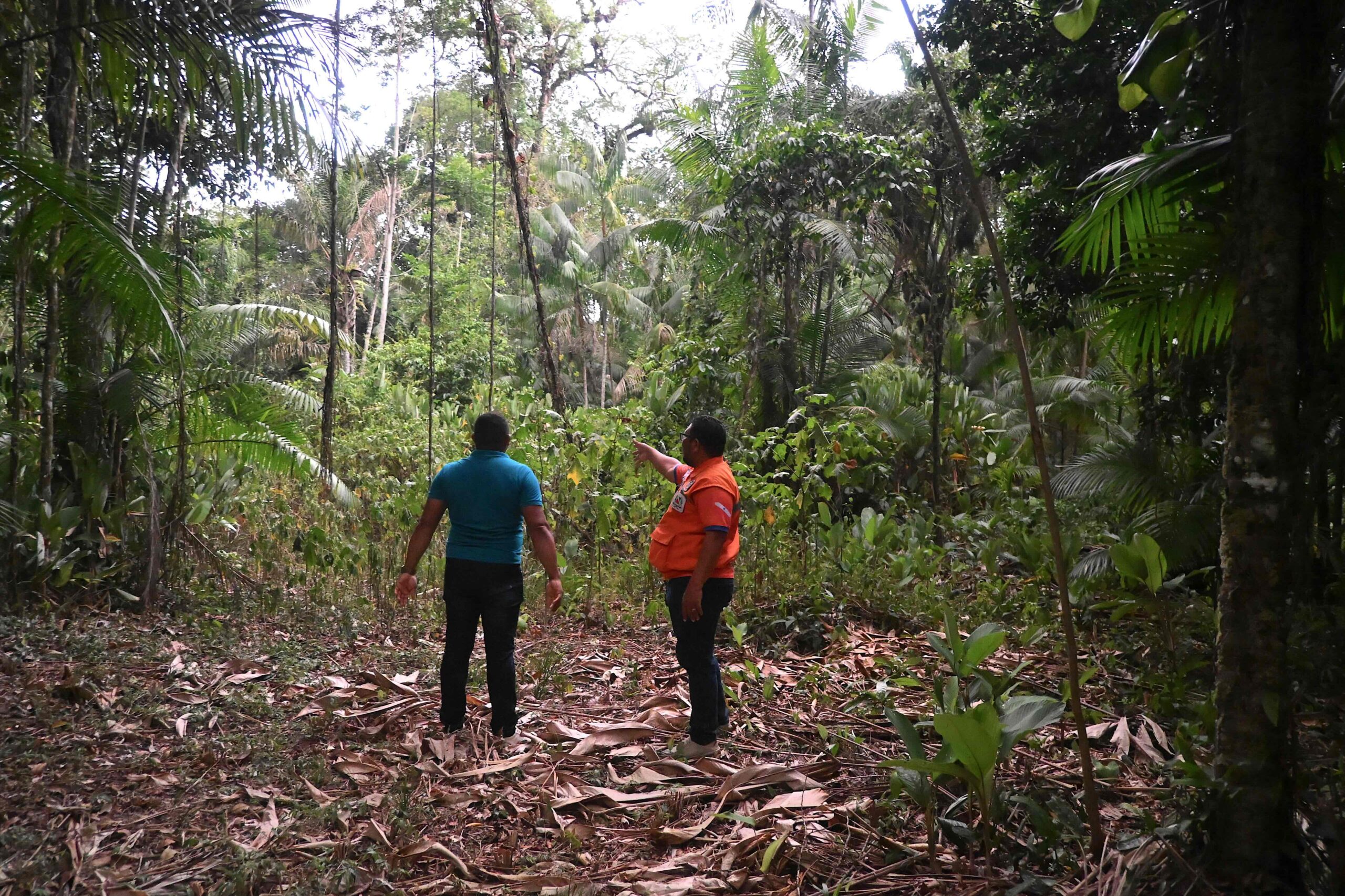 Abreu (right), along with açaí producer Abimael Ponte, revisited forestland that had burned in 2024 in Bom Futuro, Acará. Image by Carla Ruas.