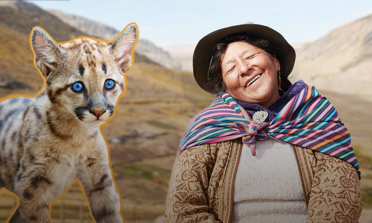 Collage featuring a puma and Ida Isabel Auris Arango, shepherd and Quechua woman