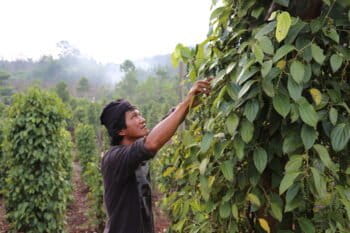 Salam came here from North Sulawesi 10 years ago and now has a farm of 1,200 peppercorn trees.