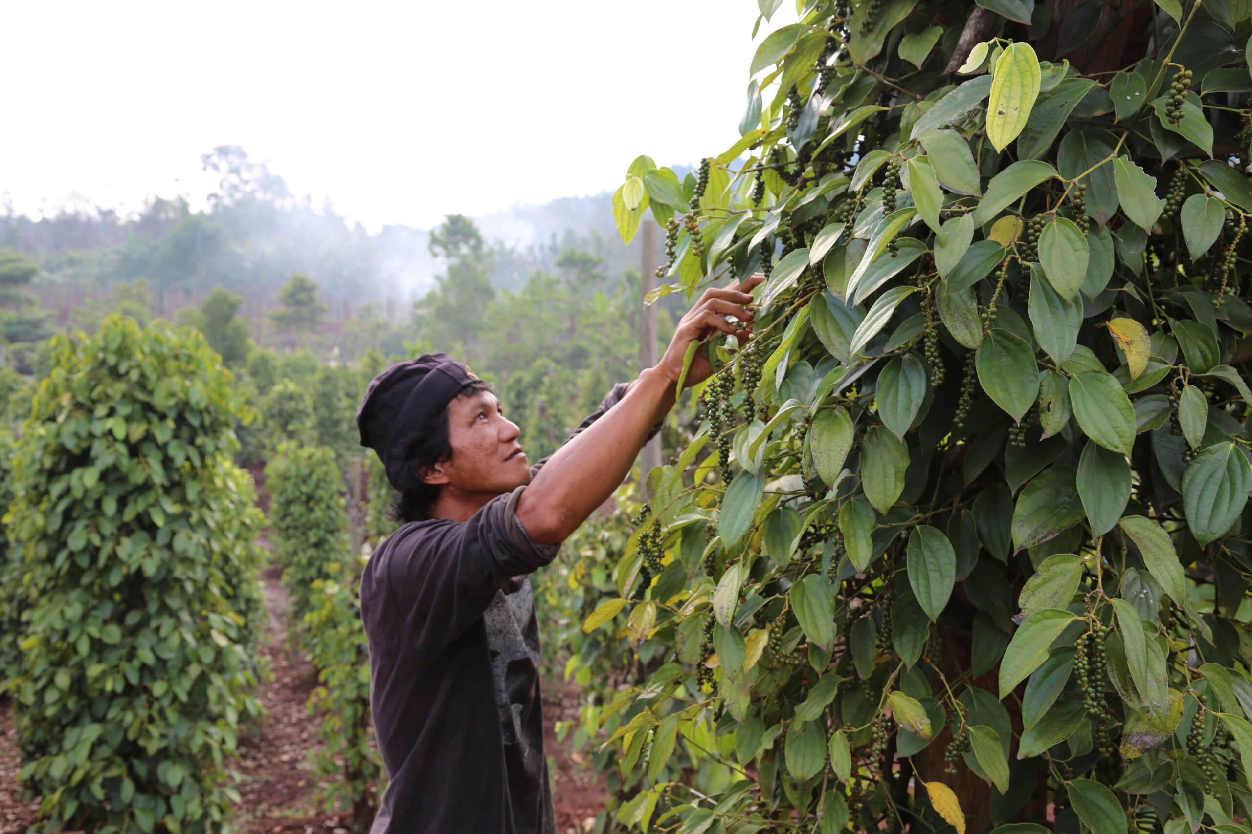 photo of Worries grow for Sulawesi farmers as nickel mining company plans expansion image