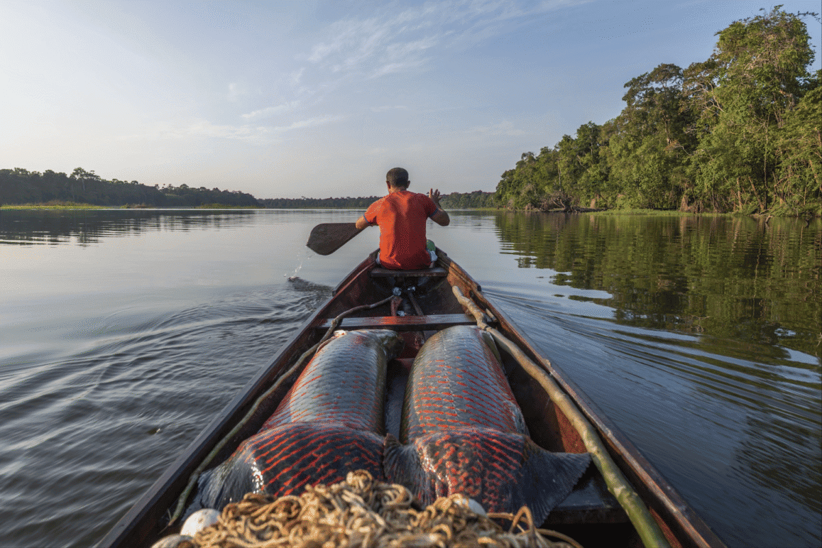In the Brazilian Amazon, community conservation success comes with a cost: Study