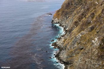 Coastline of Big Sur in California. In 2013, a group of researchers found eggs of California condors in the coastal redwoods of Big Sur contaminated with DDT, even though the pesticide has been banned in the U.S. since 1972. Image by Rhett A. Butler/Mongabay.
