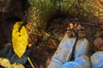 A root nodule on a legume tree