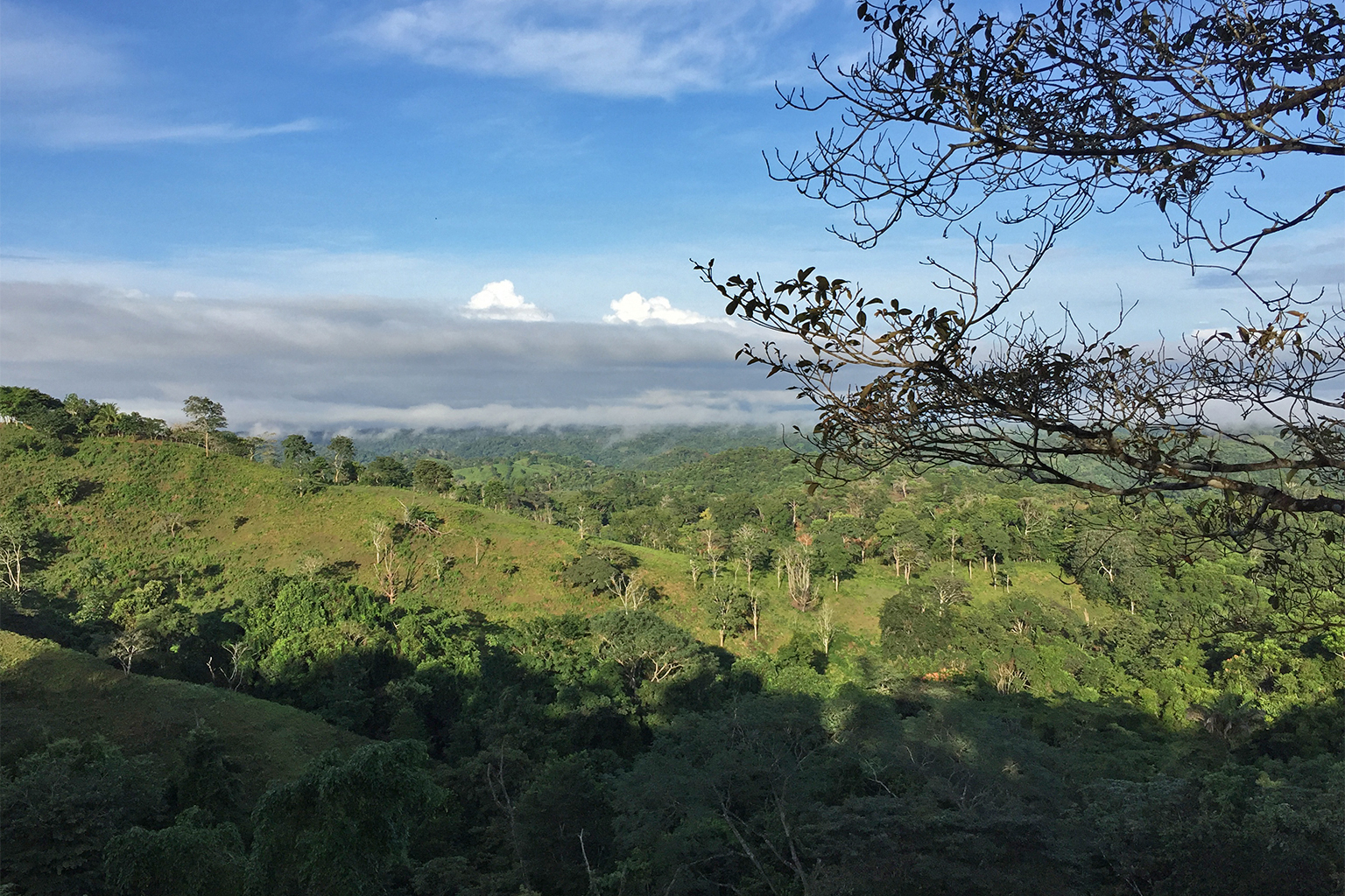 Recovering forest in Panama.