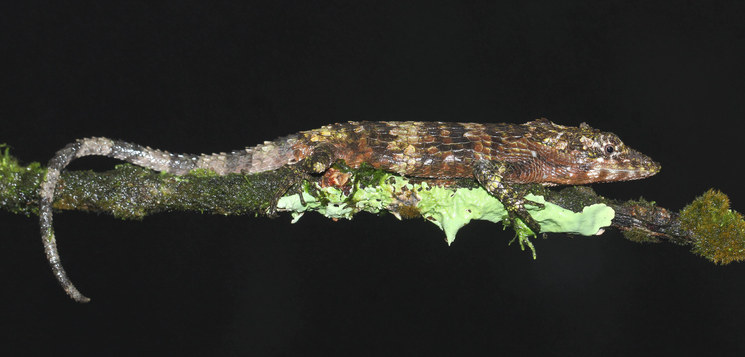 Habitat destruction, illegal trade threaten Sri Lanka’s endangered agamid lizards