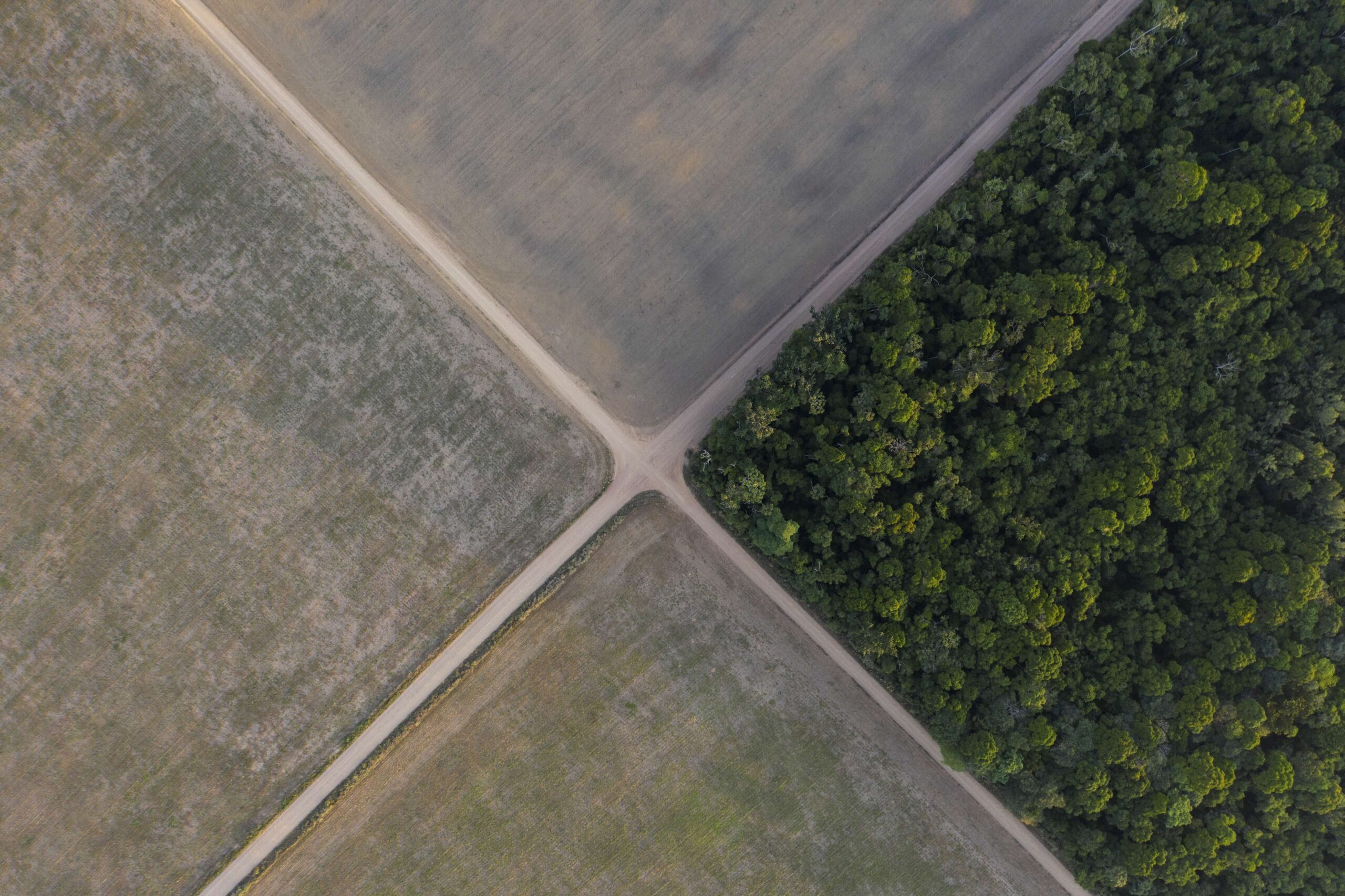 Amazon deforestation may rise 30% as major traders exit historic soy pact