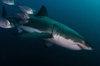 A great white shark (Carcharodon carcharias).