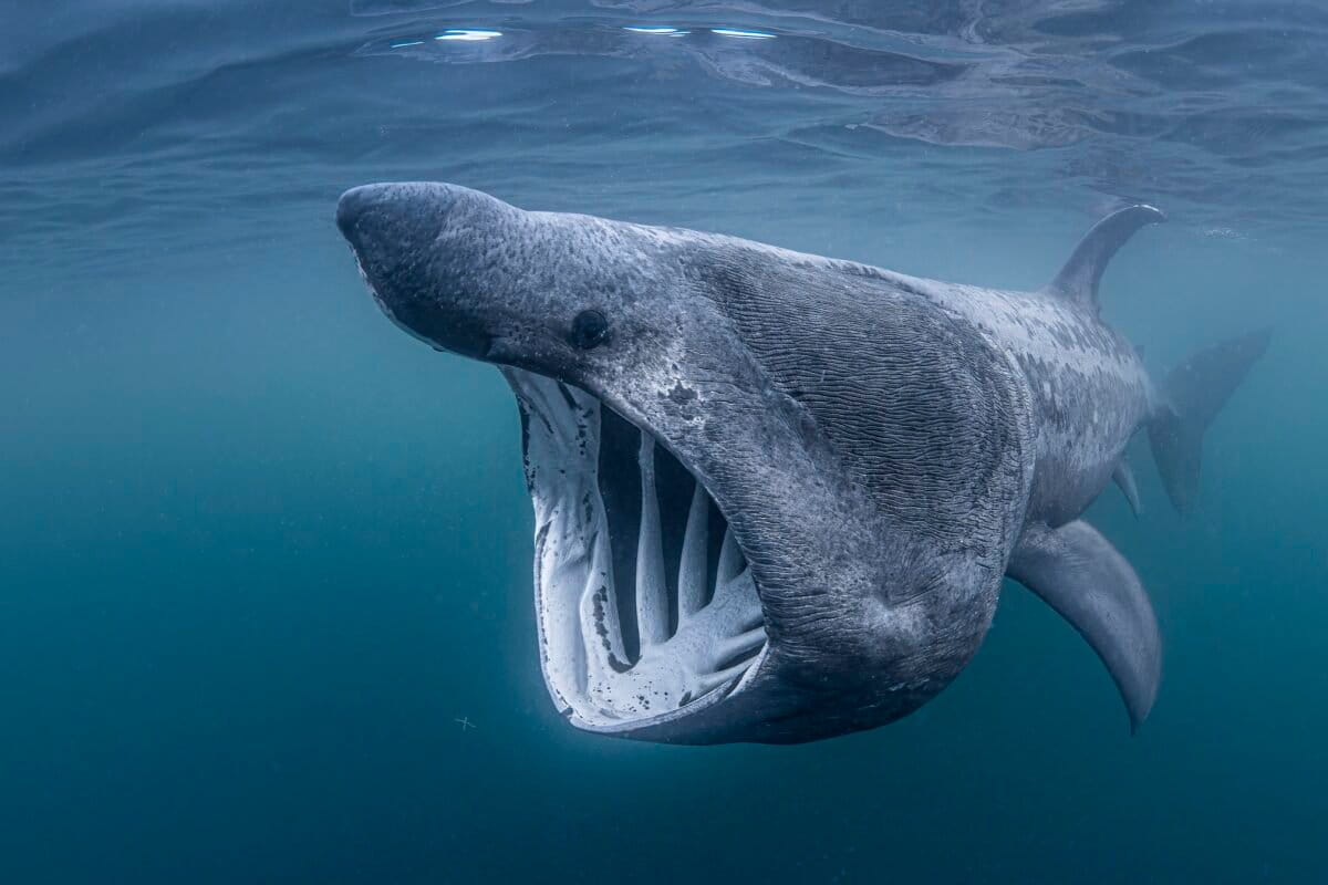 Global map pins 816 shark and ray areas