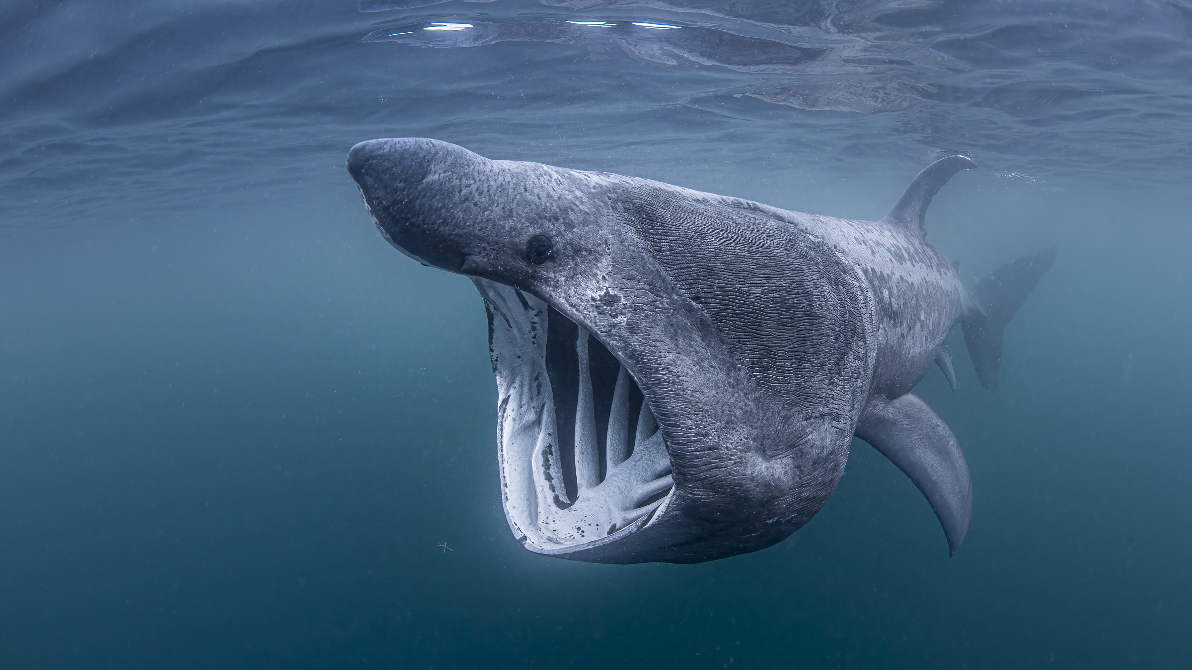 New global map shows where sharks and rays most need…