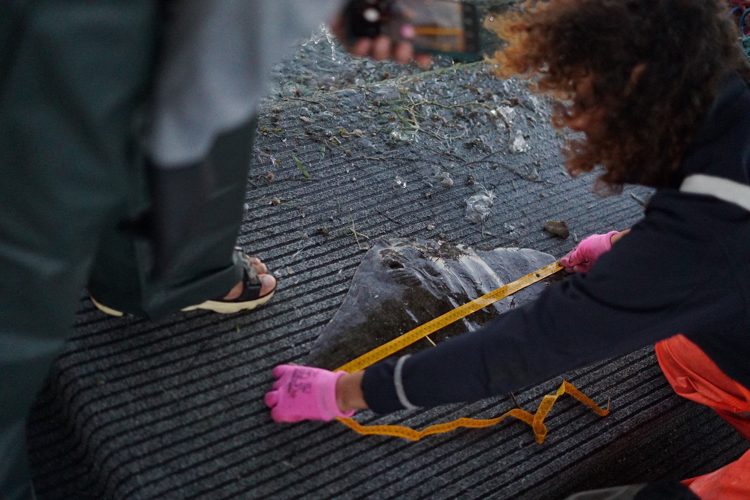 Researchers from the Greece-based NGO iSea measure a spiny butterfly ray (Gymnura altavela), an endangered species. They did so aboard a gillnet fishing boat in Greece&rsquo;s Amvrakikos Gulf, a designated ISRA.
