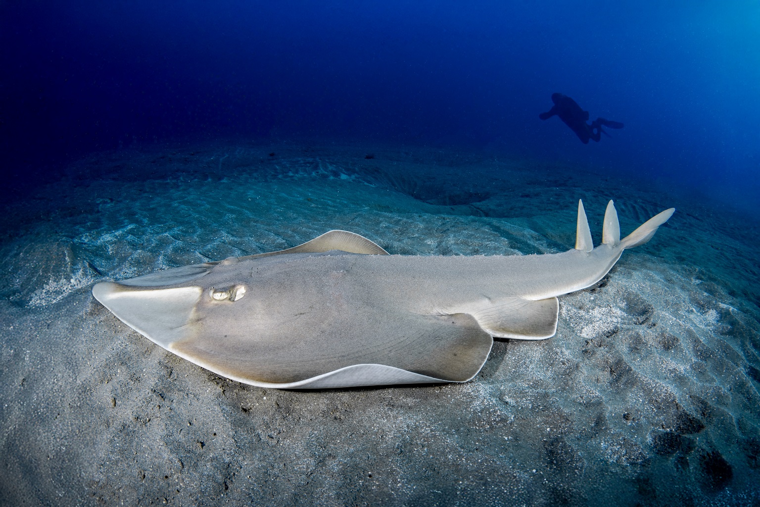 A guitarfish (family Rhinobatidae), possibly the halavi guitarfish (Glaucostegus halavi), in the Red Sea, where there are several ISRAs designated to protect rays. An ISRA in Saudi Arabian waters is designated on behalf of the halavi guitarfish, which is critically endangered.