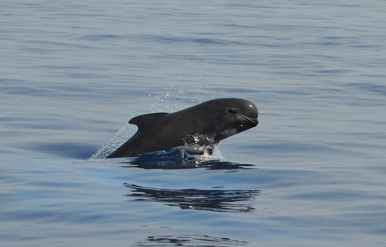 Lower levels of PFAS ‘forever chemicals’ in North…