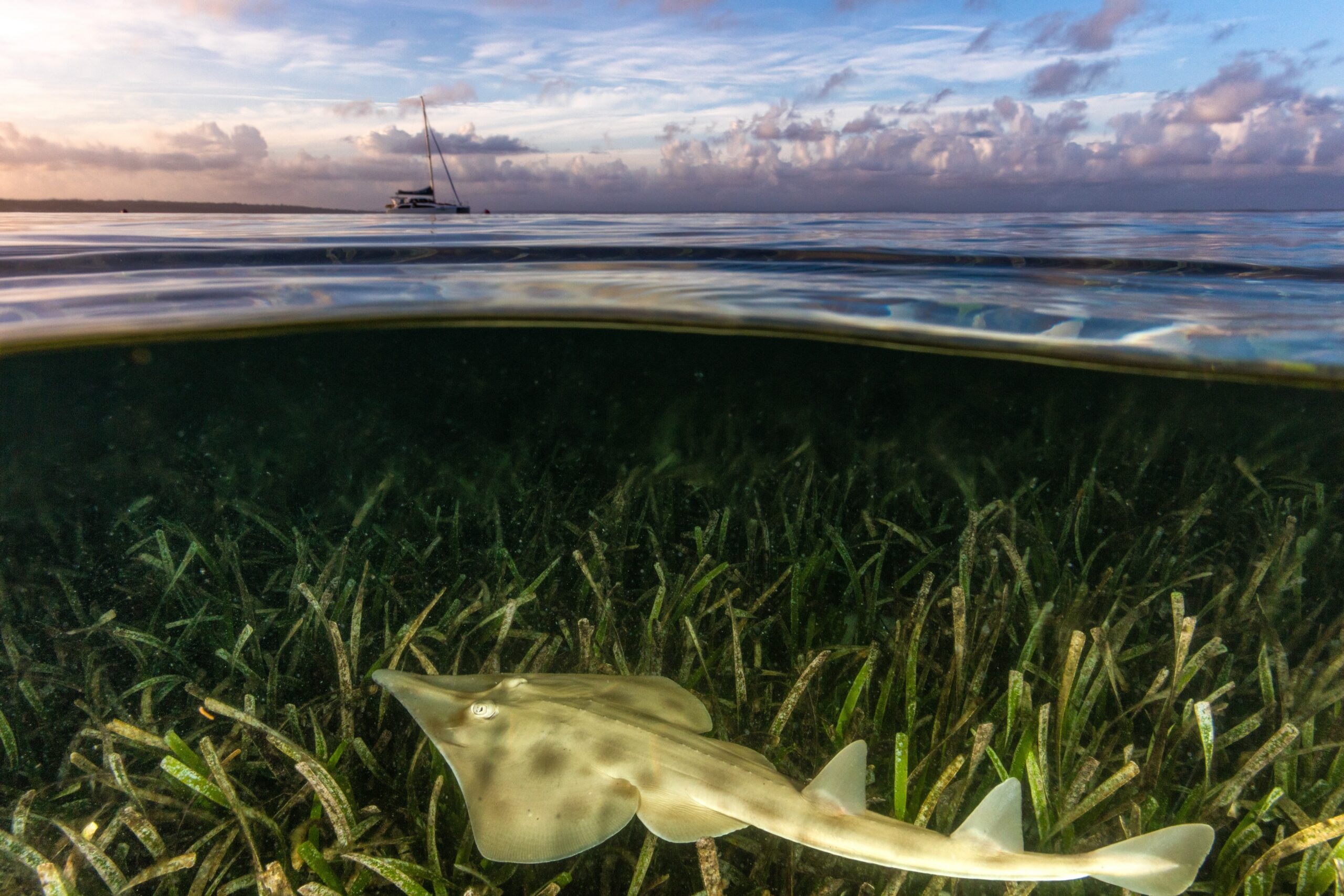 Seagrass and ray