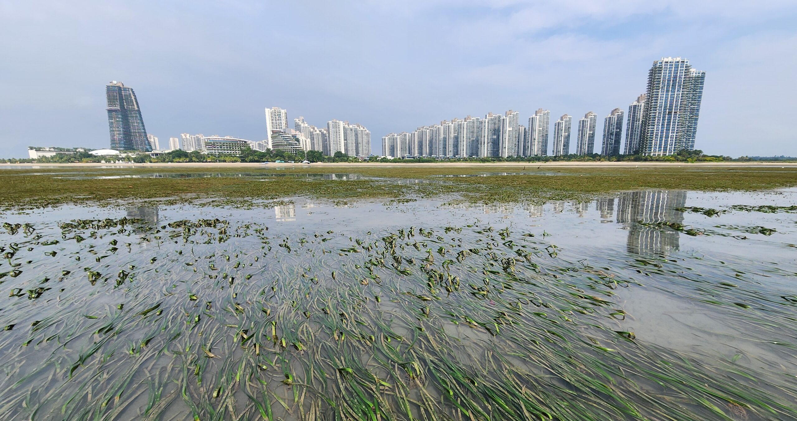 Seagrass restoration in Malaysia finds multi-species approach boosts recovery