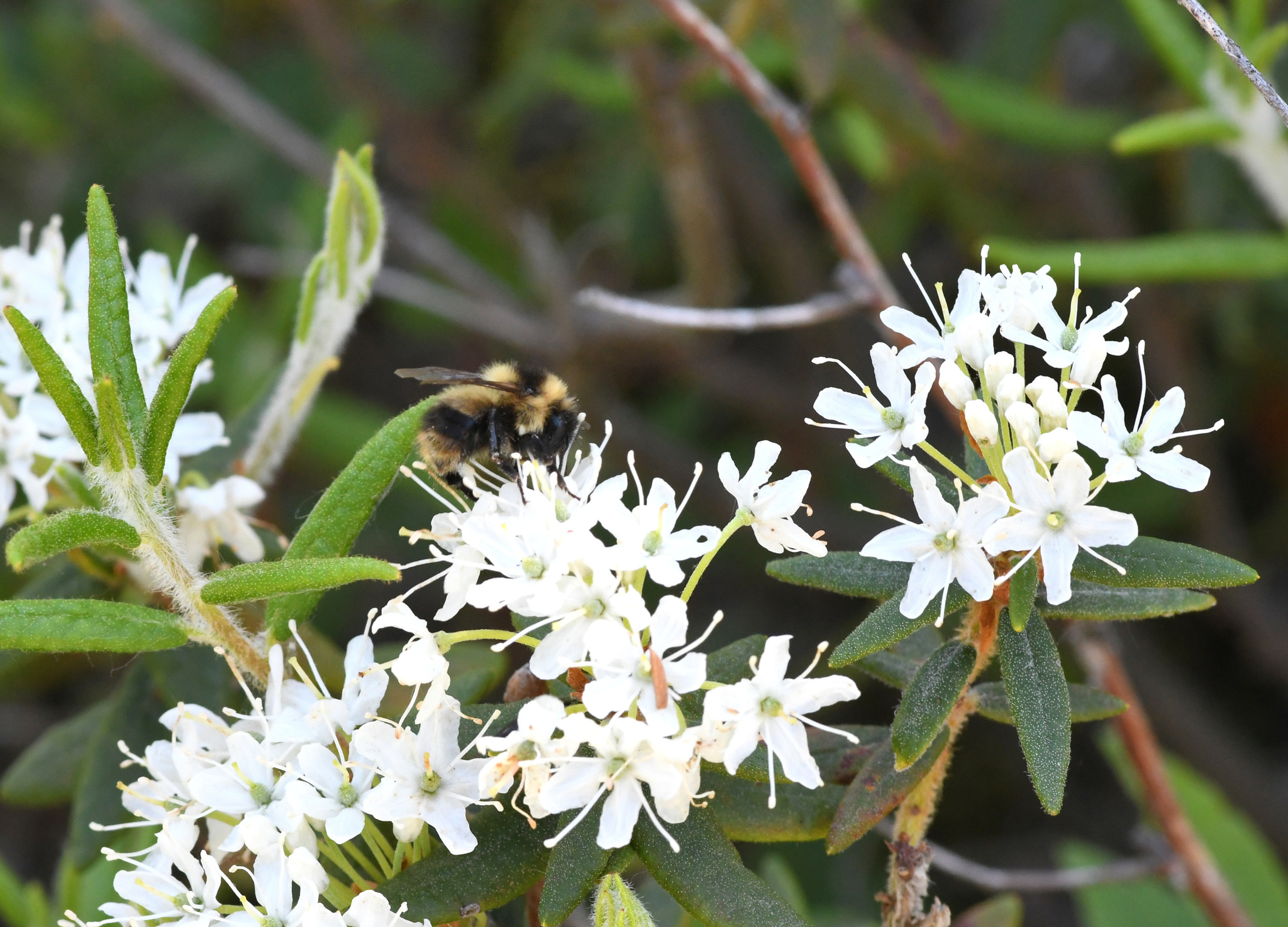 The host of early blooming bog specialist plants are important to insects that specialize in bogs like Frigid Bumblebee. Image by Friends of Sax-Zim Bog (FOSZB).