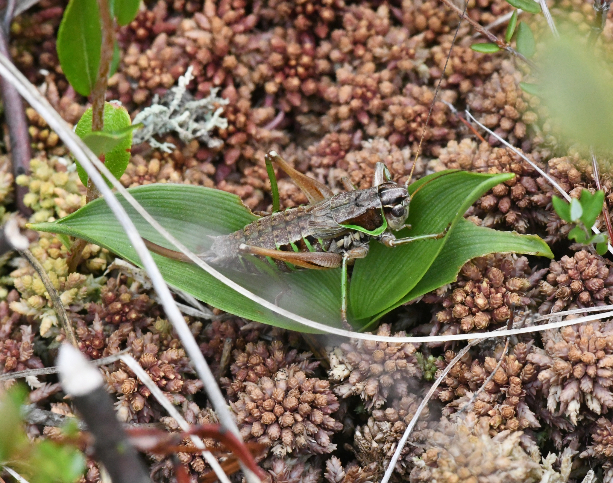 Late summer brings lots of insect sounds to bogs, including the soft, repetitive trills of Bog Katydid. Image by Friends of Sax-Zim Bog (FOSZB).