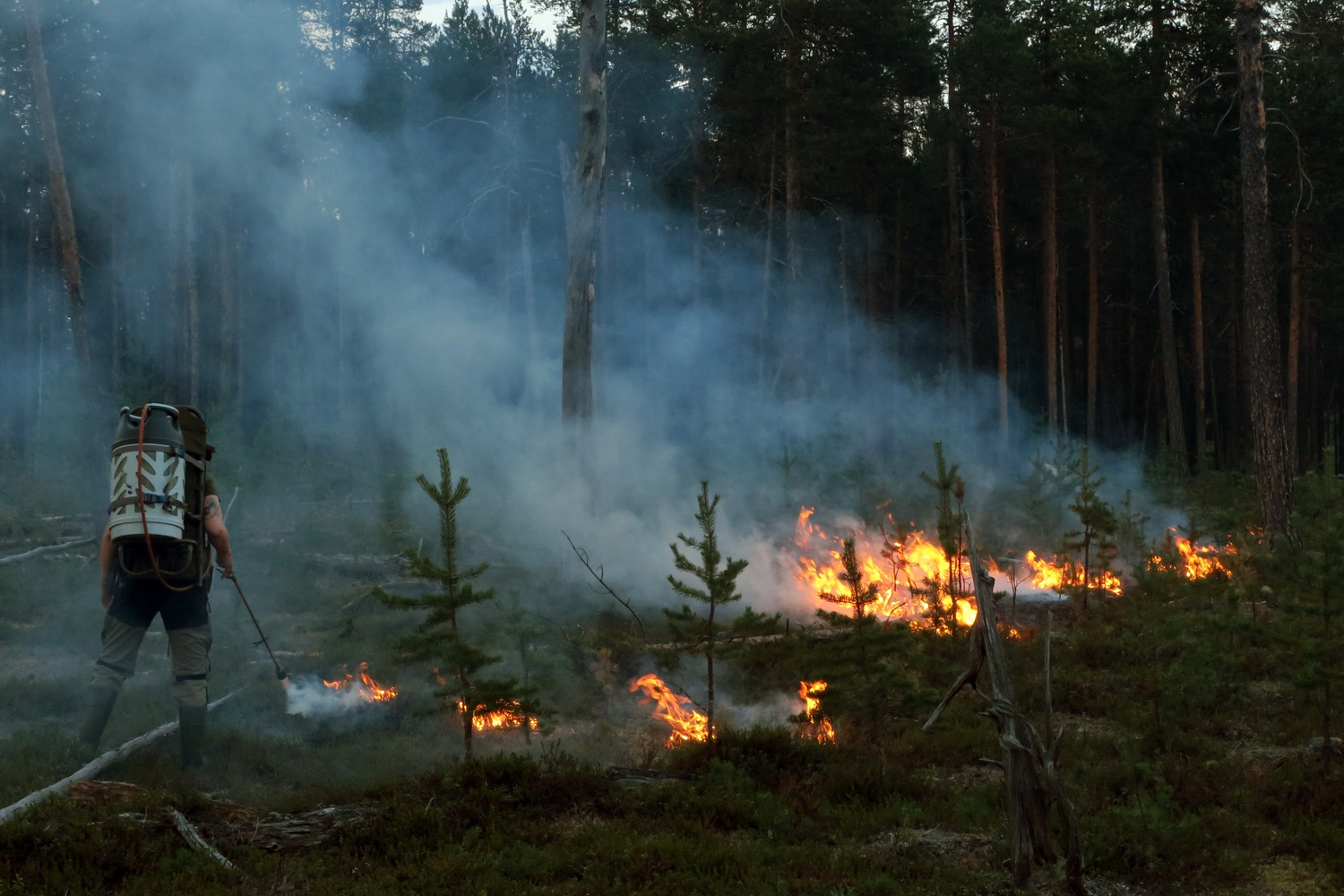 The Áldujohka ICCA site is an Indigenous Sámi forest and peatland where also Indigenous-led forest restoration through burns has been piloted on mineral soils affected by industrial logging to stimulate natural regrowth and conditions. Photo courtesy of Jutta Joensuu / Snowchange Cooperative.
