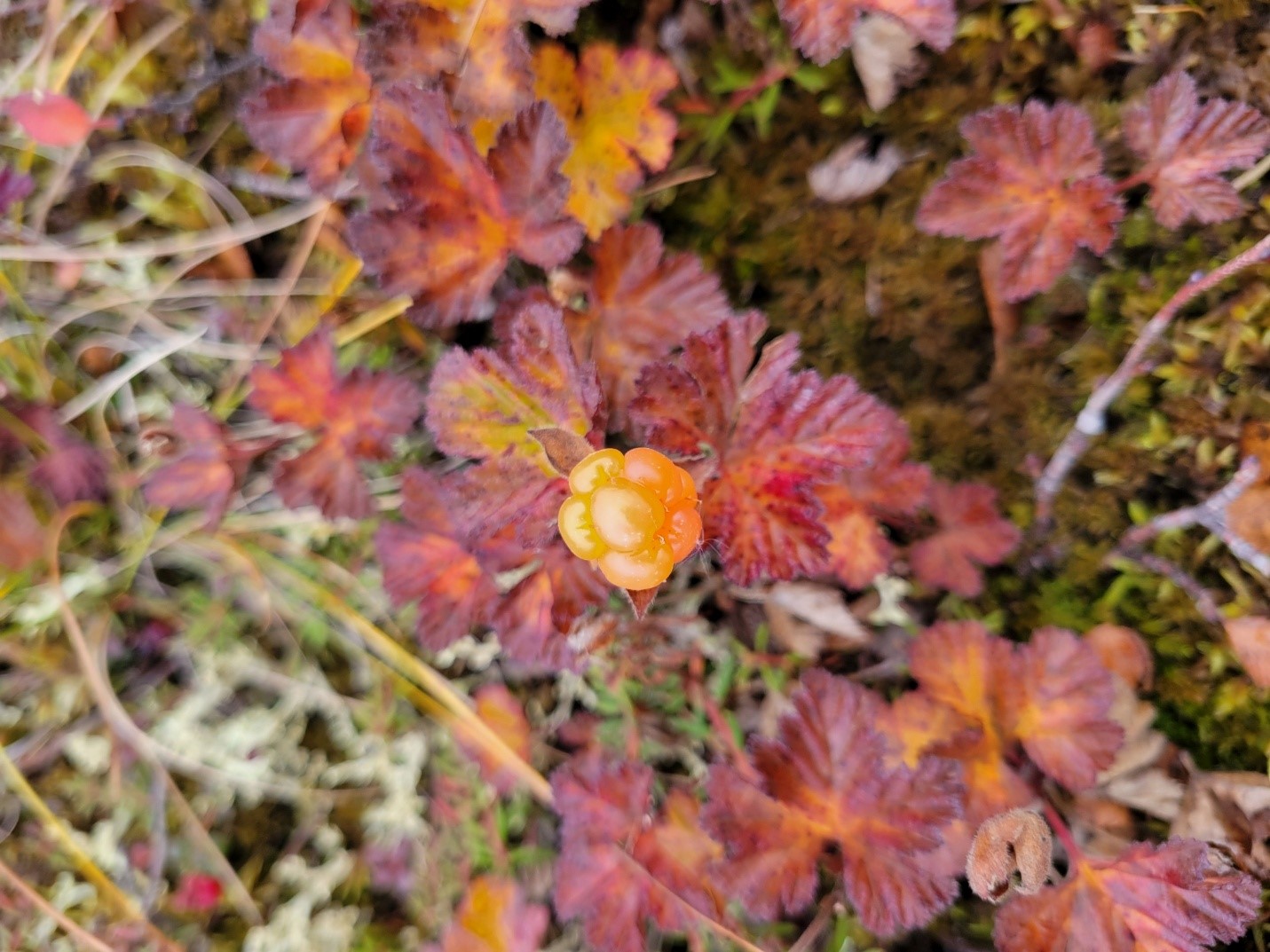 Nakàl in the Gwich’in Settlement Region, Yukon, Canada. Photo courtesy of Kristi Benson/Gwich’in Tribal Council Department of Culture and Heritage. 