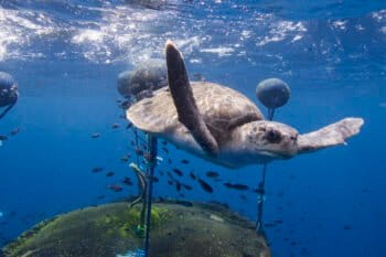 Loggerhead turtle swimming around fish aggregation device (FAD) belonging to the Ecuadorean purse seiner 'Ingalapagos', which was documented by Greenpeace in the vicinity of the northern Galapagos Islands.
