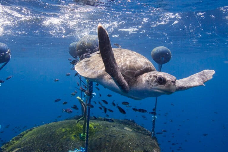 Loggerhead turtle swimming around fish aggregation device (FAD) belonging to the Ecuadorean purse seiner 'Ingalapagos', which was documented by Greenpeace in the vicinity of the northern Galapagos Islands.