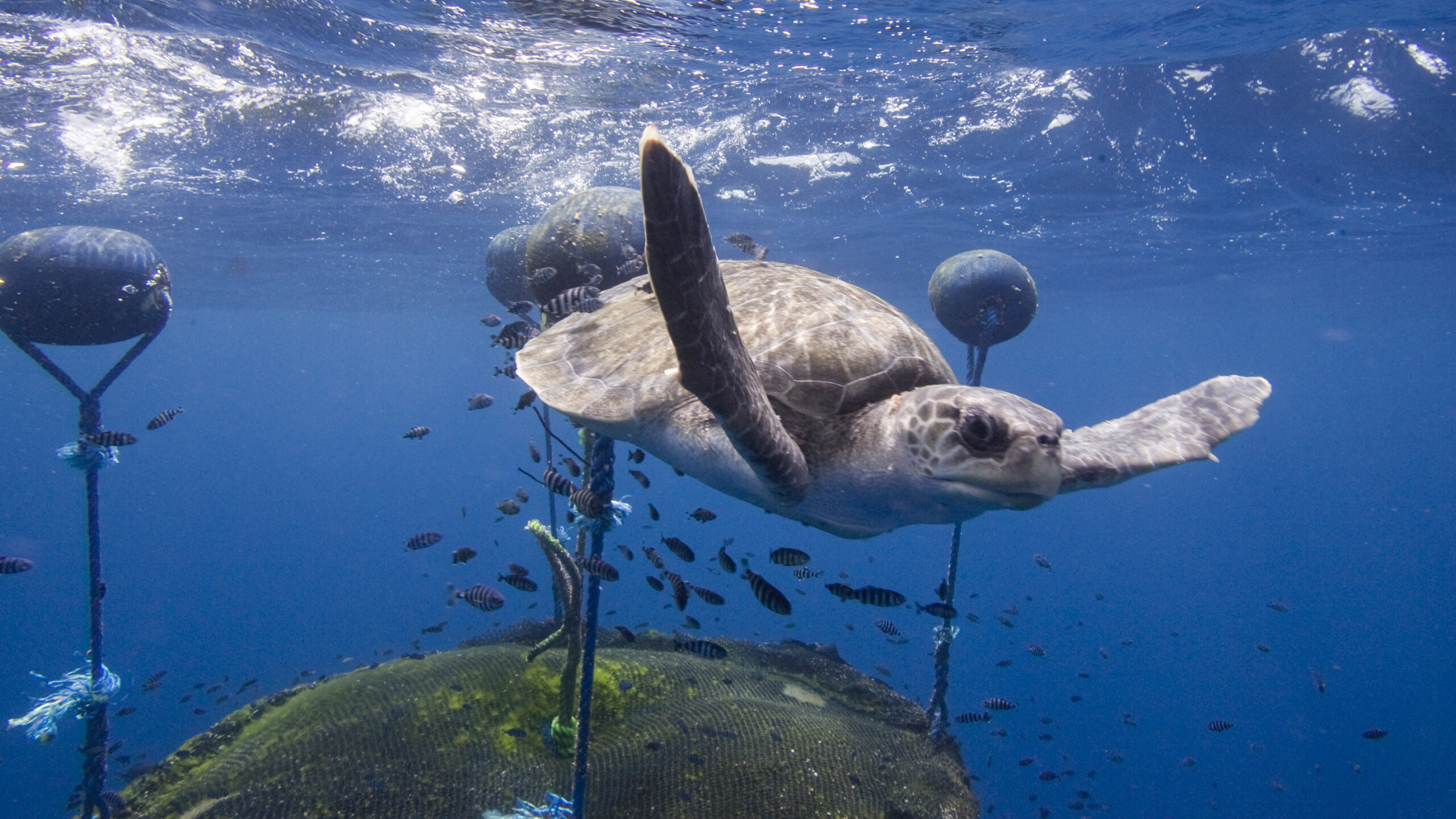 Abandoned tuna-fishing devices pollute the Galápagos Marine Reserve