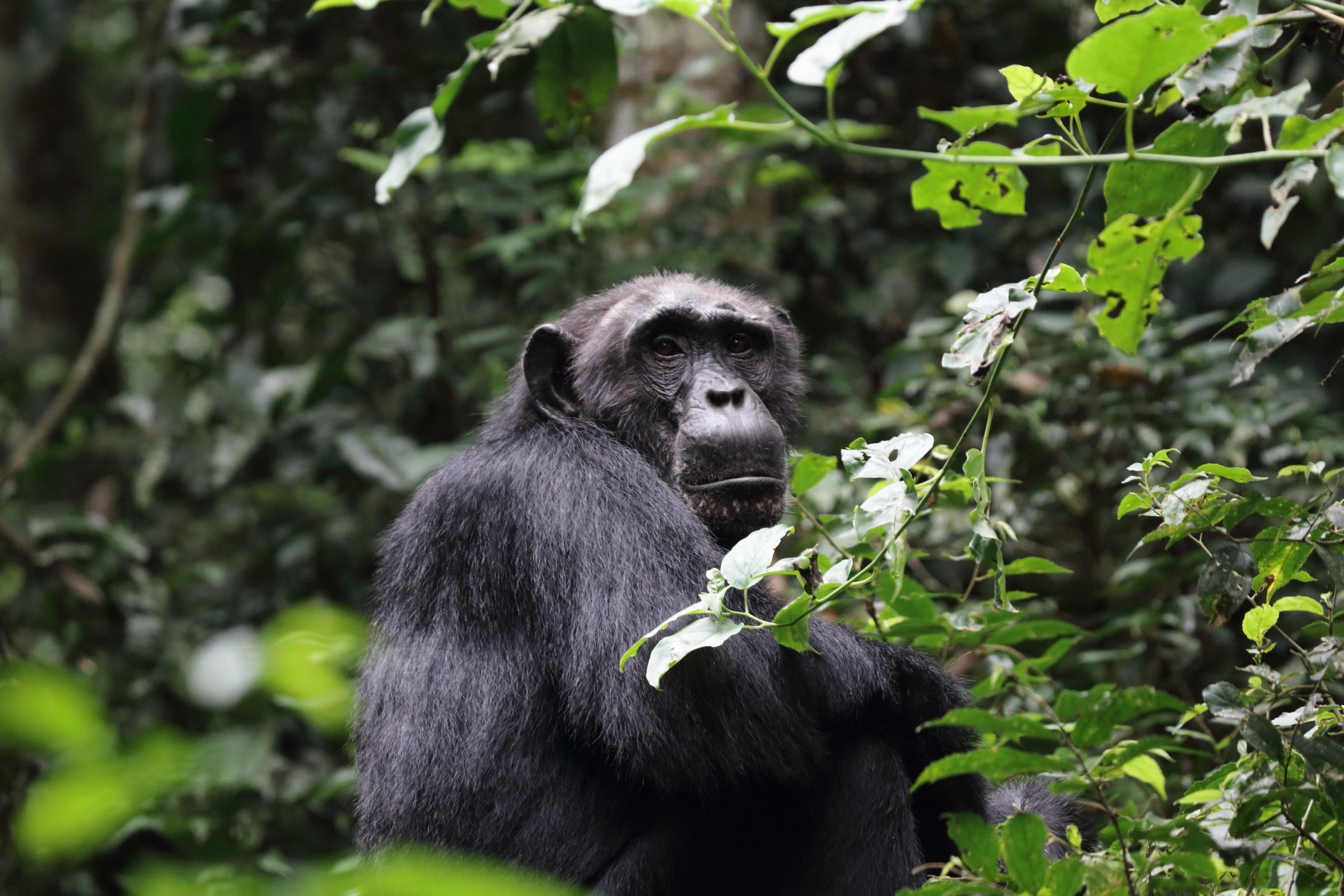 Risk-taking comes earlier in chimpanzees than in humans,&hellip;