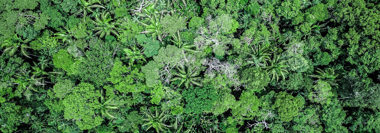 Bolivia Indigenous communities, local gov’ts help protect nearly 1 million hectares