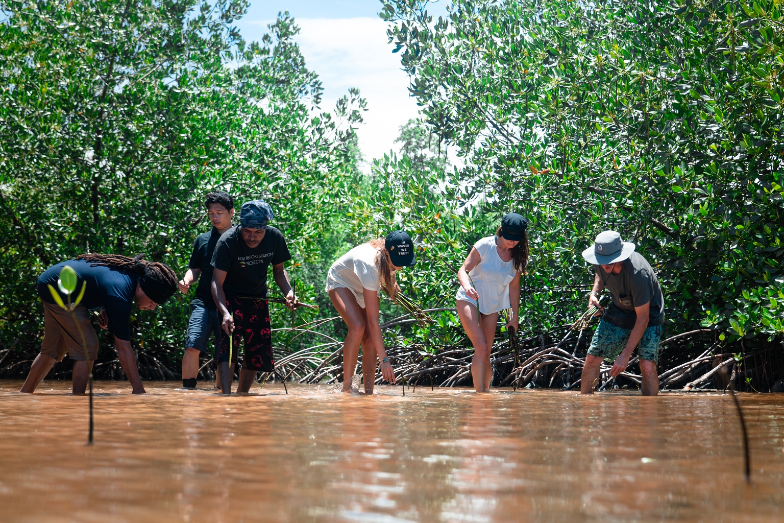 Mangrove propagules being planted at a restoration site in Indonesia, supported by Seatrees and Eden Reforestation Projects.