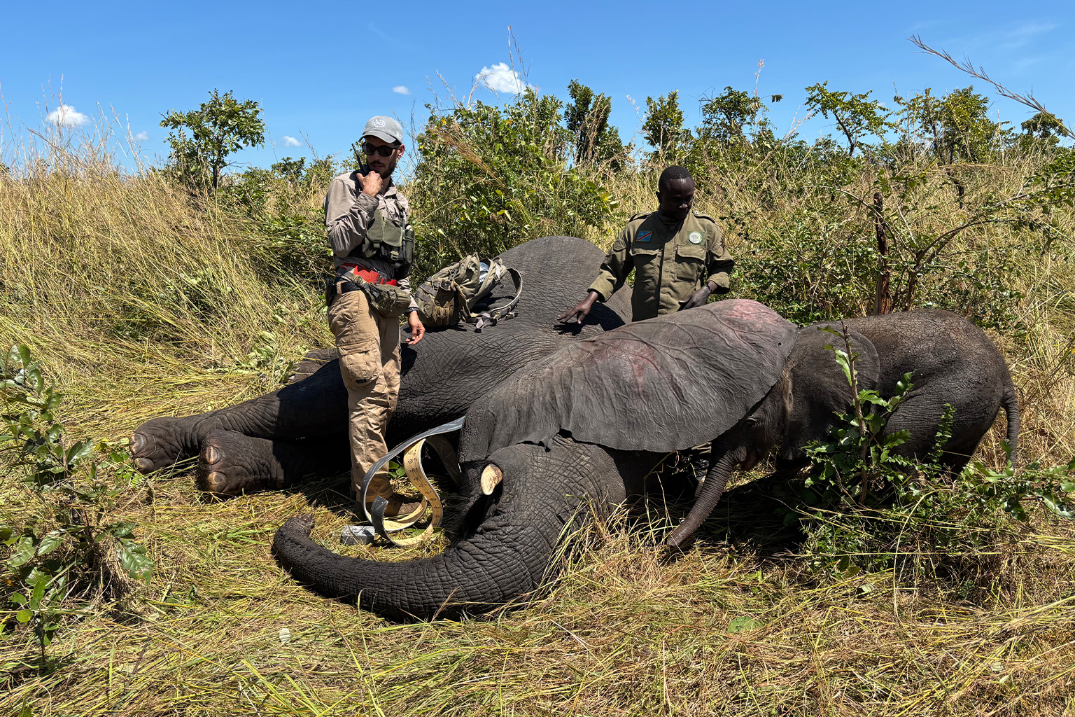 An elephant tagging operation at Upemba National Park.