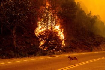 A fawn sprints across a road as the Sugar Fire, part of the Beckwourth Complex Fire, burns in Plumas National Forest, Calif., July 8, 2021. Photo credit: AP Photo/Noah Berger