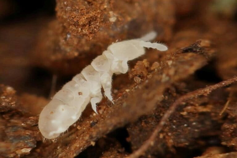 Soil-dwelling springtails - tiny, insect-like arthropods of the class Collembola - are vulnerable to pesticides. Image by Alandmanson via Wikimedia Commons (CC BY-SA 4.0).