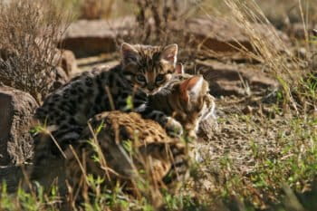 Black-footed cats (Felis nigripes) in southern Namibia. Image courtesy of Alex Sliwa