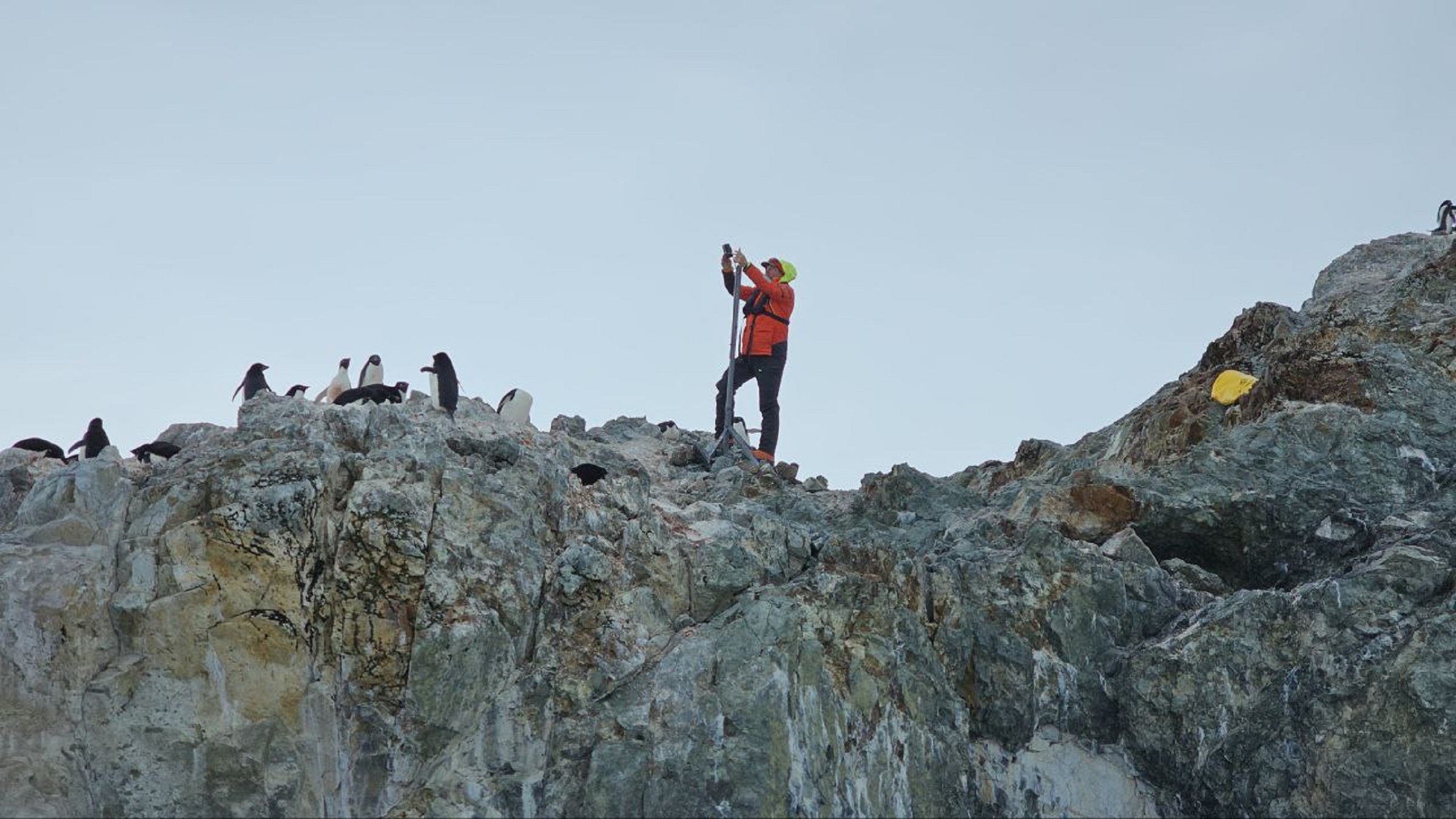 Penguins are breeding much earlier in a warming Antarctic,…