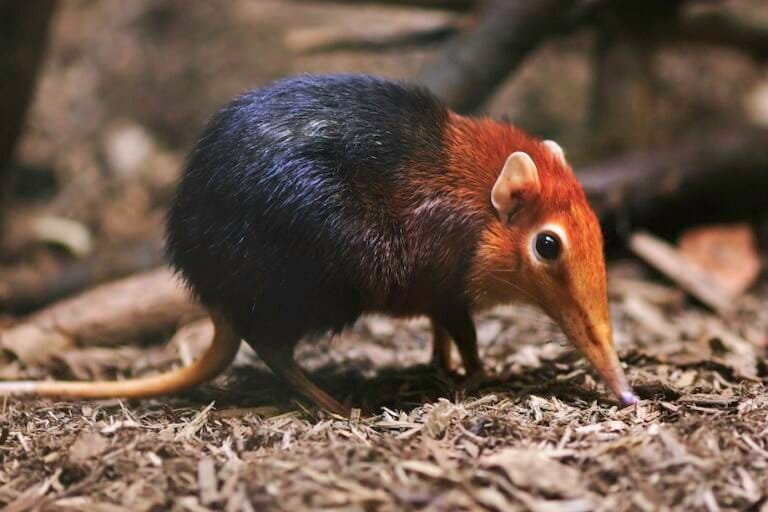 A captive black and rufous elephant shrew (Rhynchocyon petersi), a resident of various kayas. Image by Joey Makalintal via Wikimedia Commons (CC BY 2.0).