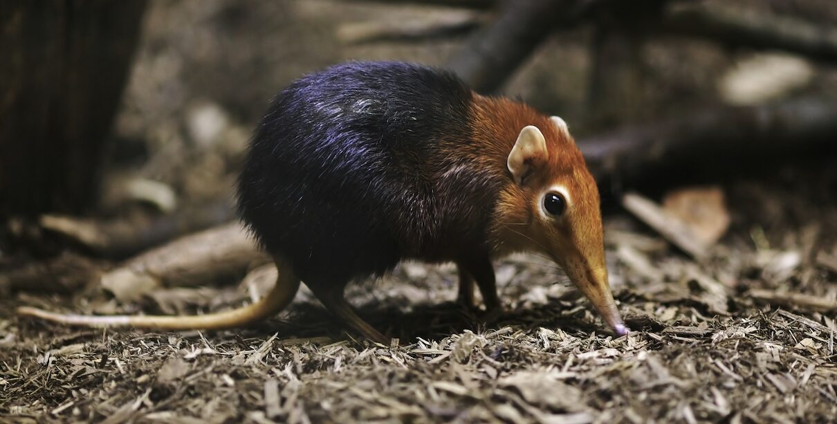 Biodiversity bonds can work, but their design flaws must be fixed (commentary)