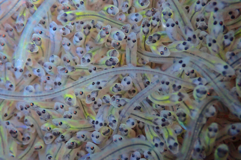 Glass eels from Nova Scotia, Canada.