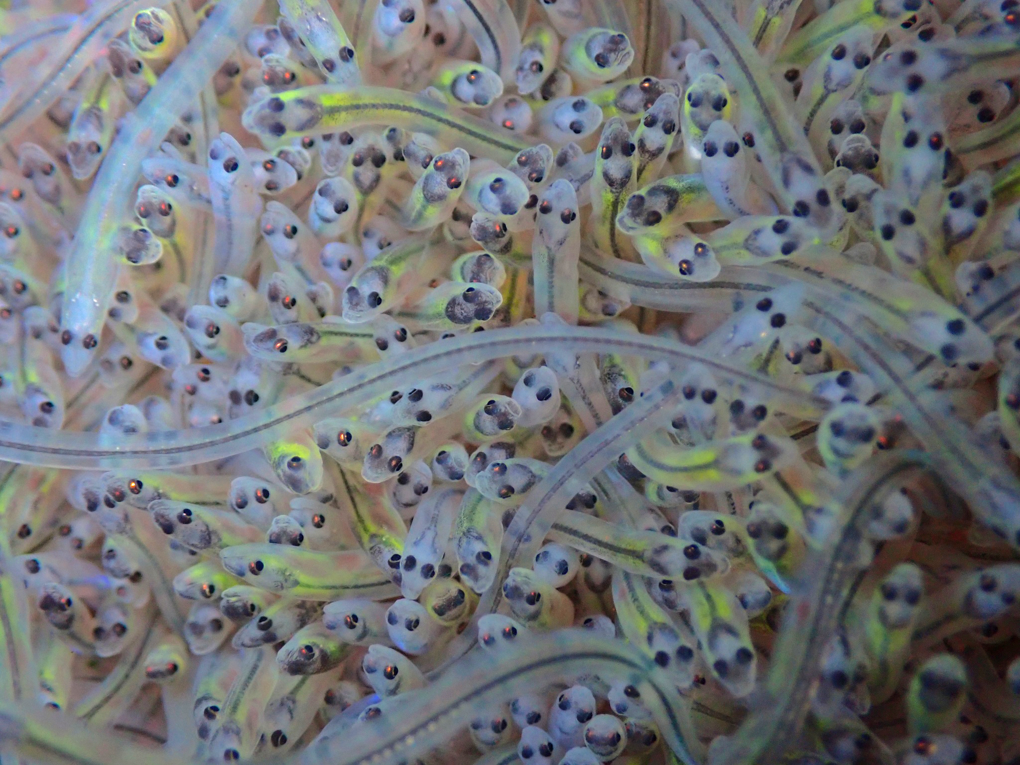 ‘Free for all’ — Dominican Republic withdraws trade protections, the latest blow to American eels’ future