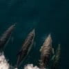 Common dolphins (Delphinus delphis) ride the bow wave of a research vehicle in the Northeast Canyons and Seamounts Marine National Monument in 2024. Image courtesy of Alex DeCiccio/University of Rhode Island Inner Space Center for Mystic Aquarium, public domain.