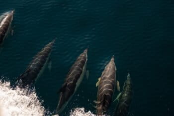 Common dolphins (Delphinus delphis) ride the bow wave of a research vehicle in the Northeast Canyons and Seamounts Marine National Monument in 2024. Image courtesy of Alex DeCiccio/University of Rhode Island Inner Space Center for Mystic Aquarium, public domain.