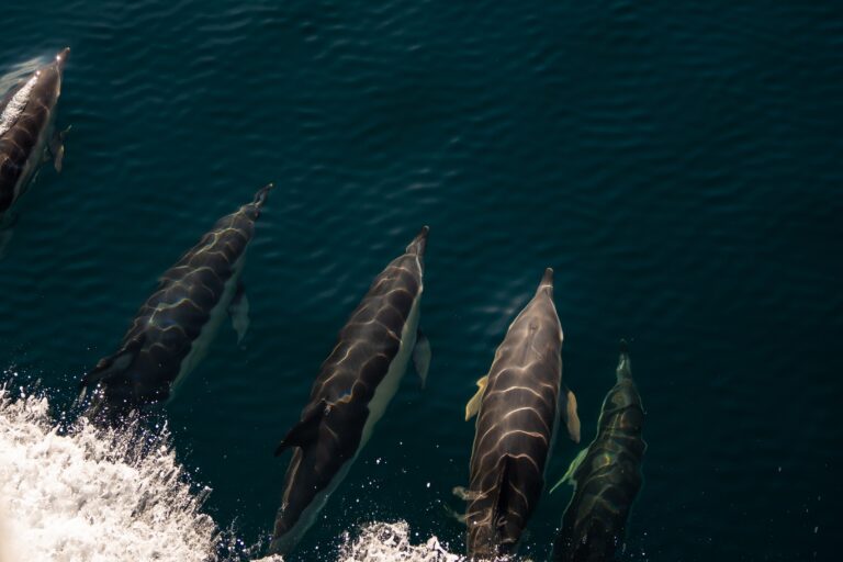 Common dolphins (Delphinus delphis) ride the bow wave of a research vehicle in the Northeast Canyons and Seamounts Marine National Monument in 2024. Image courtesy of Alex DeCiccio/University of Rhode Island Inner Space Center for Mystic Aquarium, public domain.