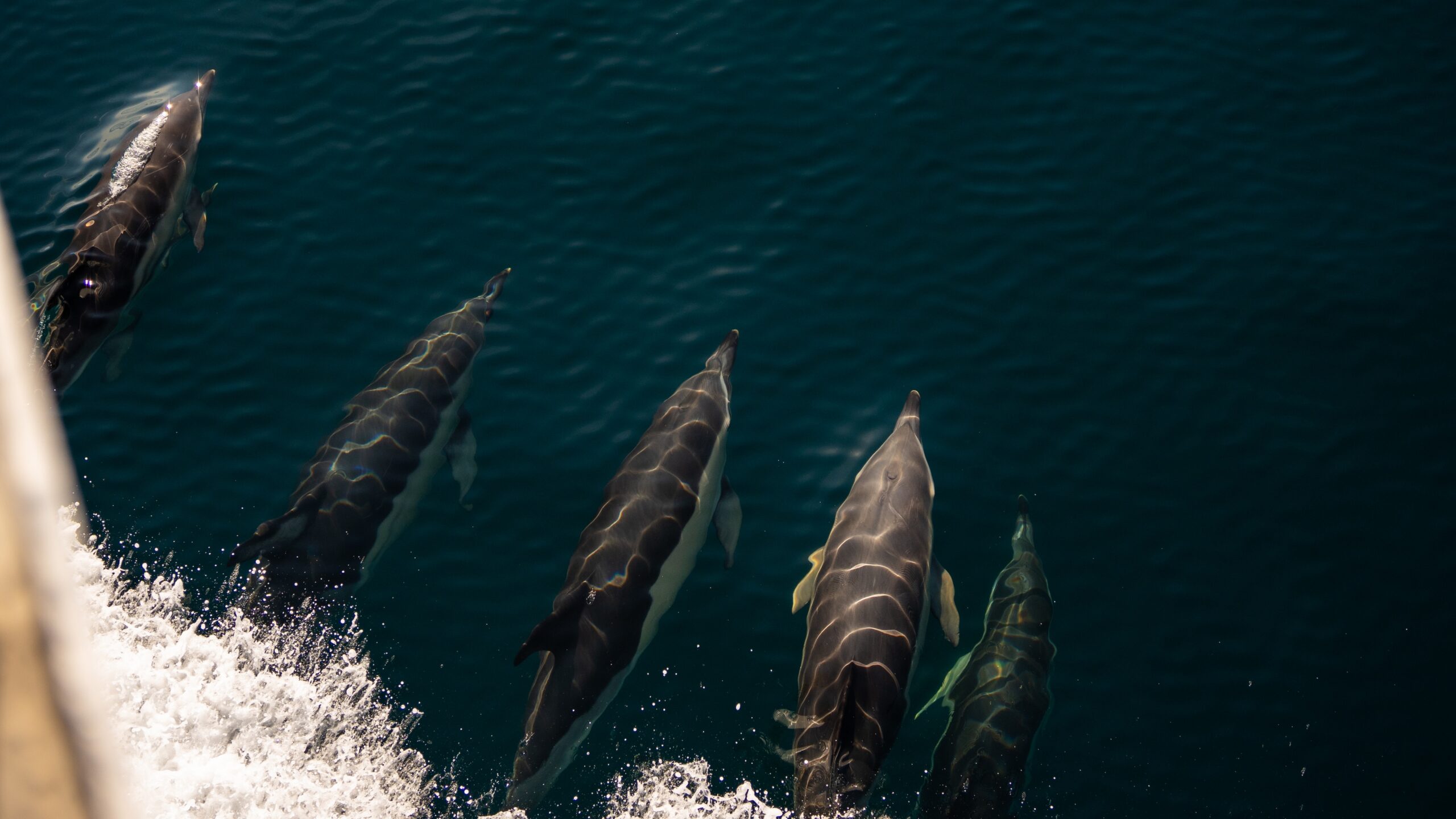 photo of Trump opens only US marine national monument in Atlantic to fishing — again image