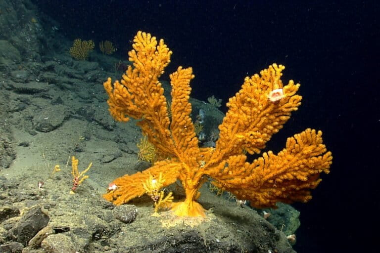 A seafan (genus Paramuricea), a type of coral, photographed in Oceanographer Canyon in the Northeast Canyons and Seamounts Marine National Monument in 2013. Image courtesy of NOAA.